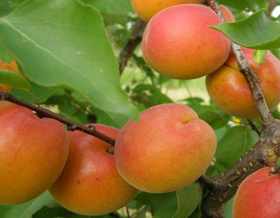 Описание сорта абрикосов голдрич и особенности выращивания