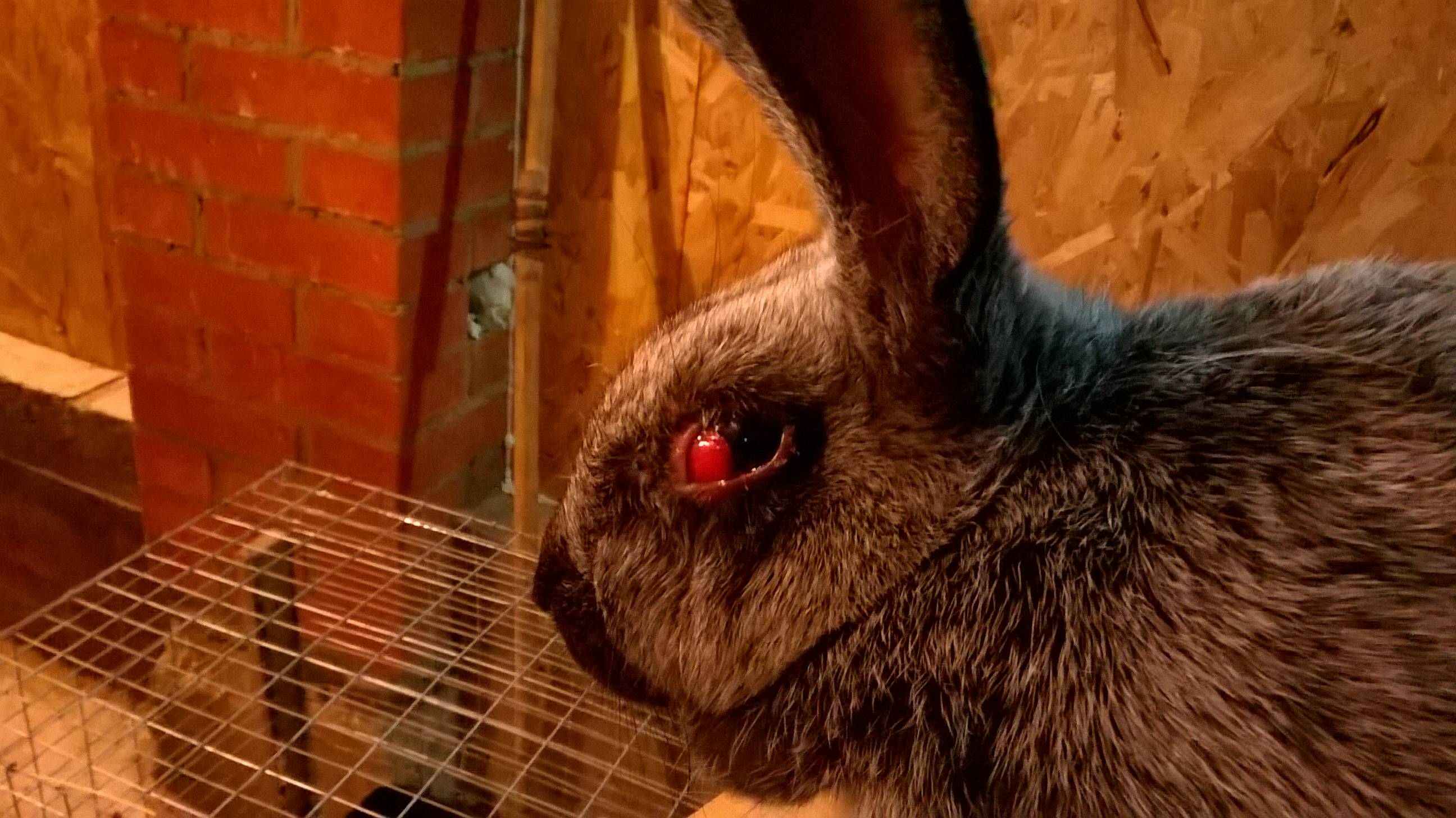 Болезни глаз кроликов: лечение + фото
