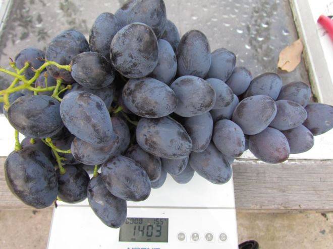 Виноград фурор: описание сорта, фото и отзывы садоводов