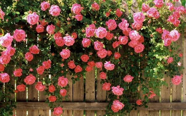 Парковые розы: сорта и правила ухода
