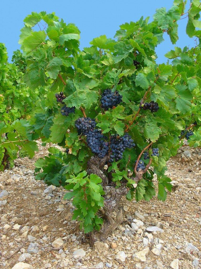 16 лучших винных сортов винограда