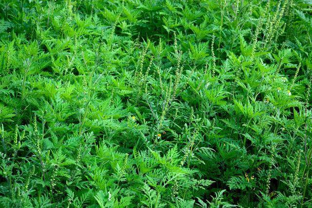 Как избавиться от пырея, описание лучших гербицидов и меры борьбы с сорняком