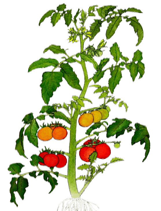 Лунный календарь посадки томатов в открытый грунт на 2020 год