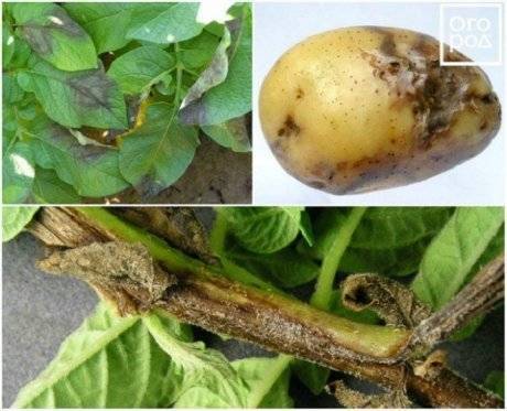 Какие существуют болезни картофеля и как с ними бороться?