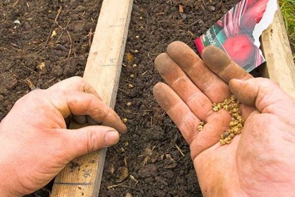 Когда и как правильно сажать свеклу семенами в открытый грунт?