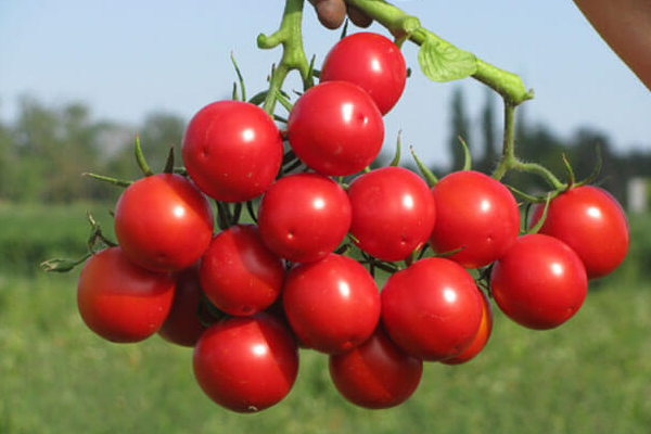 Описание сорта томата алтайский красный и его характеристики