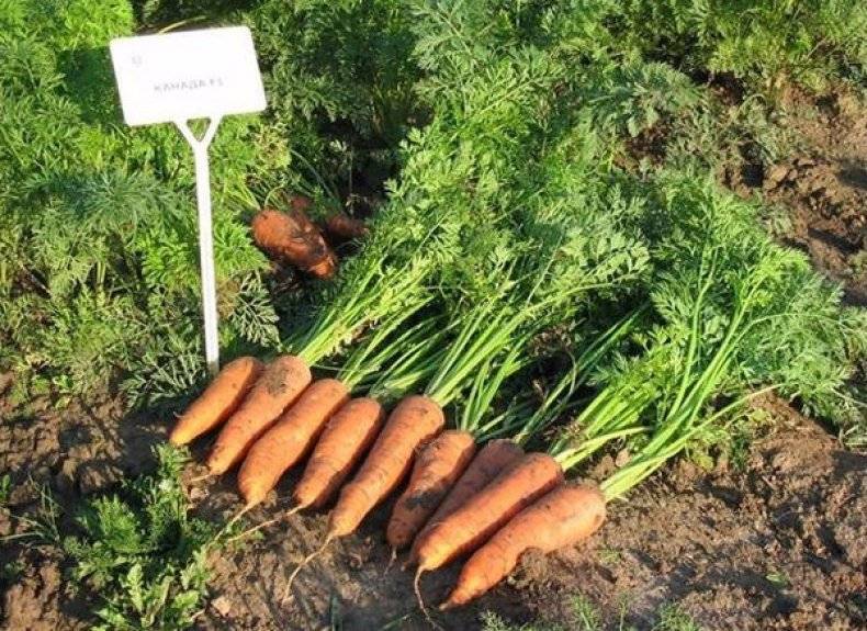 Морковь канада: описание и характеристика, как выращивать правильно