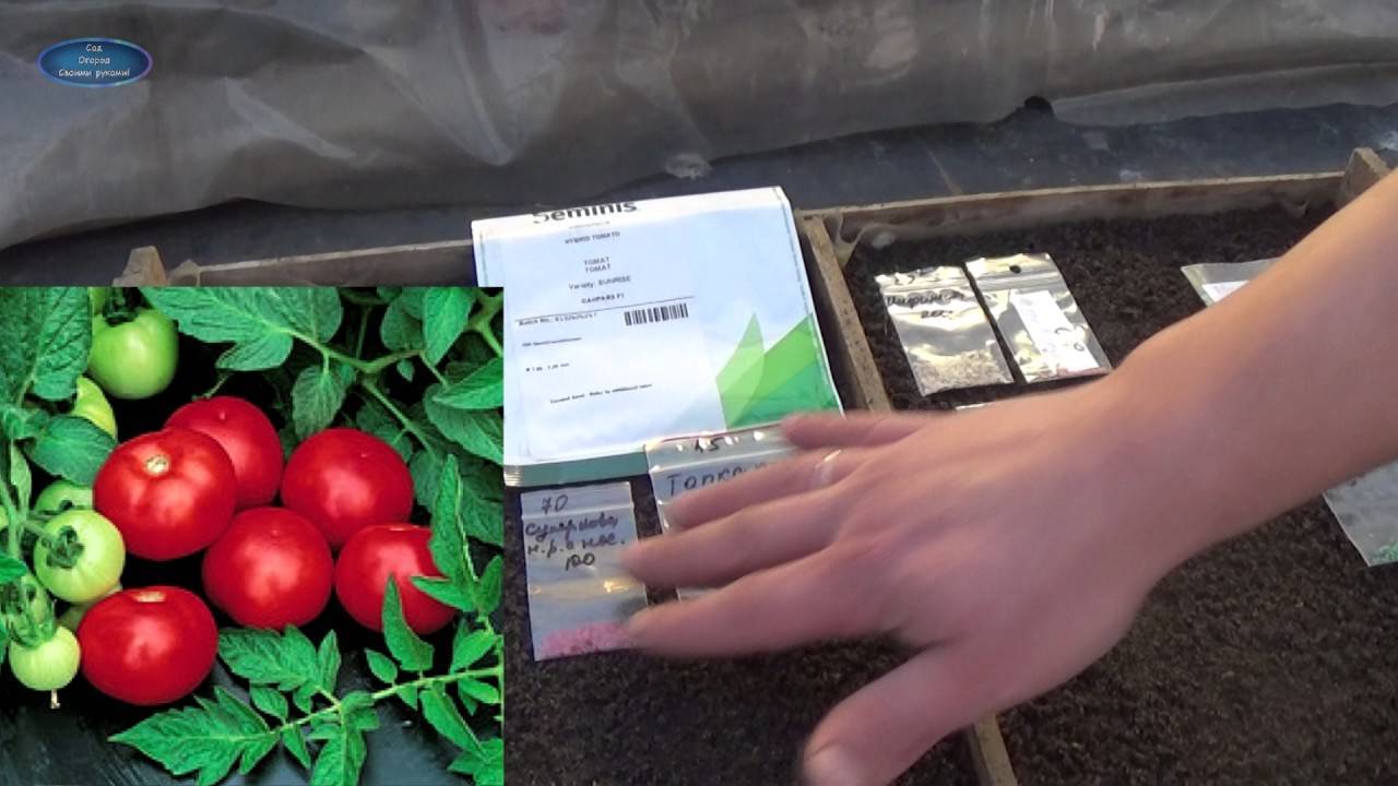 Перспективный гибрид для открытого грунта — томат настена: описание сорта с советами о выращивании