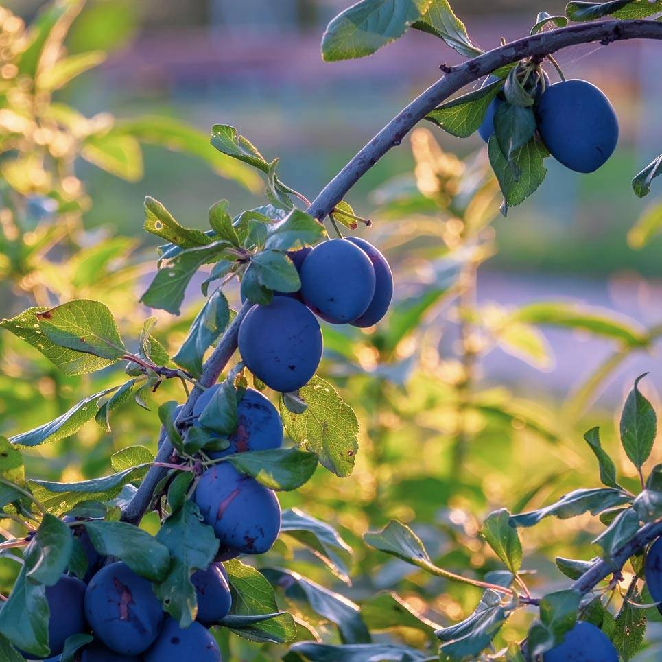 Важная информация от агрономов — почему желтеют листья на яблоне