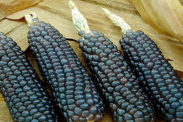 Польза и вред черной кукурузы, ее свойства и приготовление целебных отваров