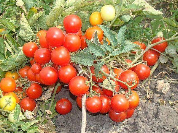 Характеристика и описание сорта томата Бони мм, его урожайность