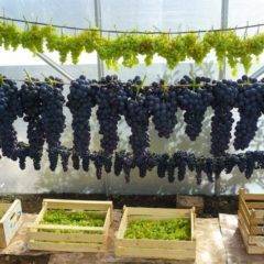 Как заморозить виноград на зиму в домашних условиях. можно ли и как замораживать виноград на зиму в морозилке можно ли заморозить виноград изабелла