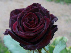 Роза осирия (osiria) — описание сорта из германии