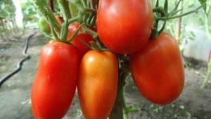 Московский деликатес: перцевидный томат интересного вкуса