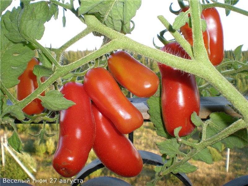 Особенности сорта томатов гном бой с тенью