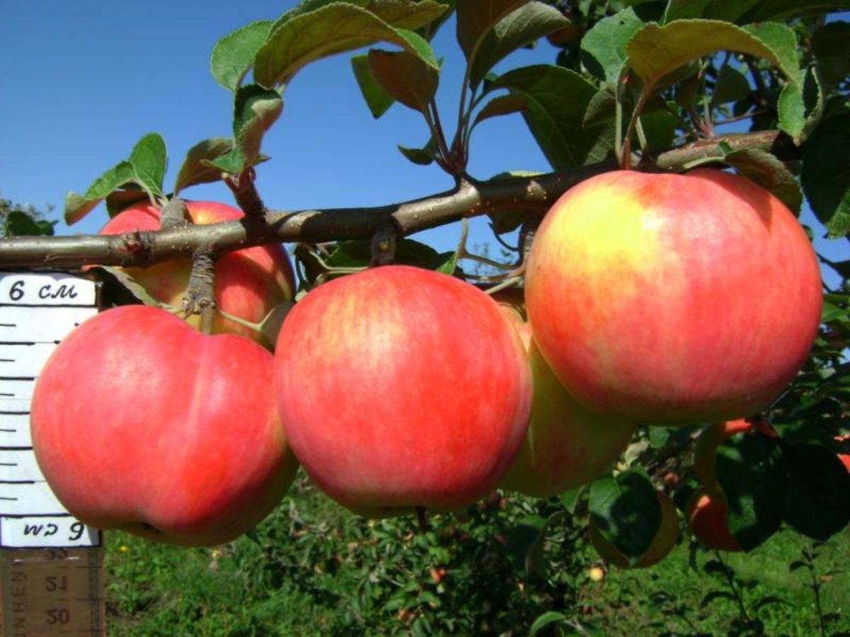 Апорт: сорт яблони с великолепными плодами