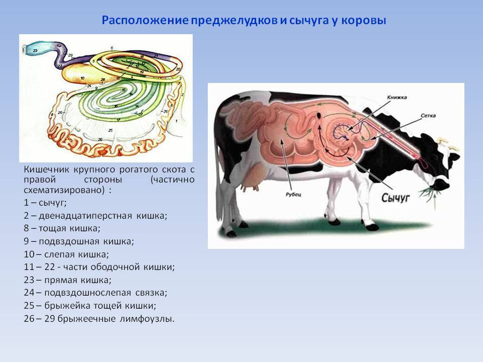 Атония преджелудков у коров и пат изменения. как лечить атонию преджелудков у крс