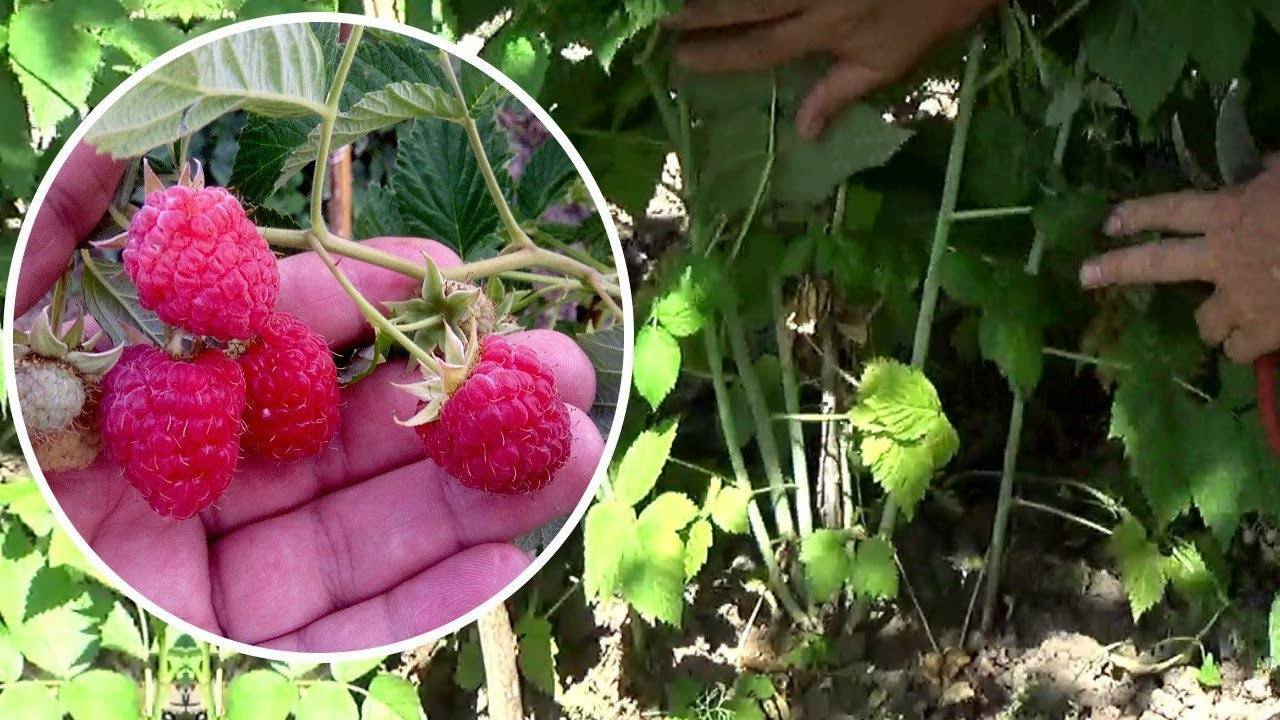 Чем обработать ягодные кустарники ранней весной – защита от болезней и вредителей
