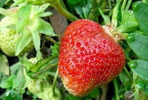 Садовая земляника сорта лорд: как вырастить ягоду с изысканным вкусом