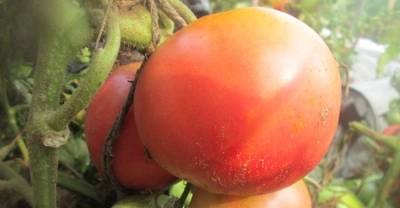 Сорт с  очень вкусными плодами — томат бийская роза: описание помидоров и характеристики