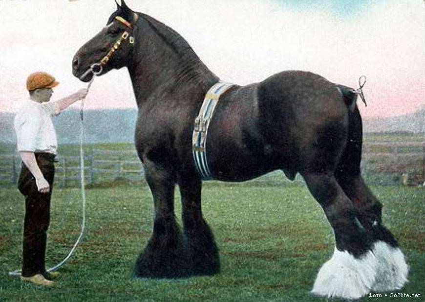 Лошади-тяжеловозы: породы, особенности, содержание и уход