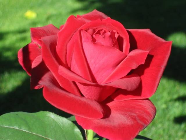 Описание и характеристики сорта розы Корвет, выращивание и размножение