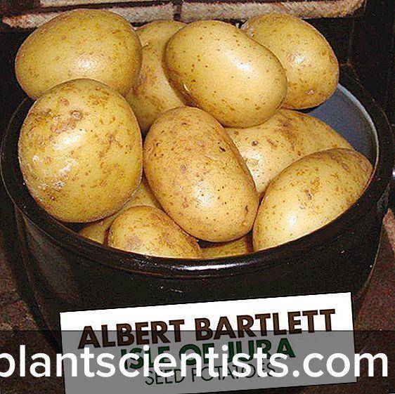 Жизнестойкий сорт картофеля голубизна с потрясающими вкусовыми качествами