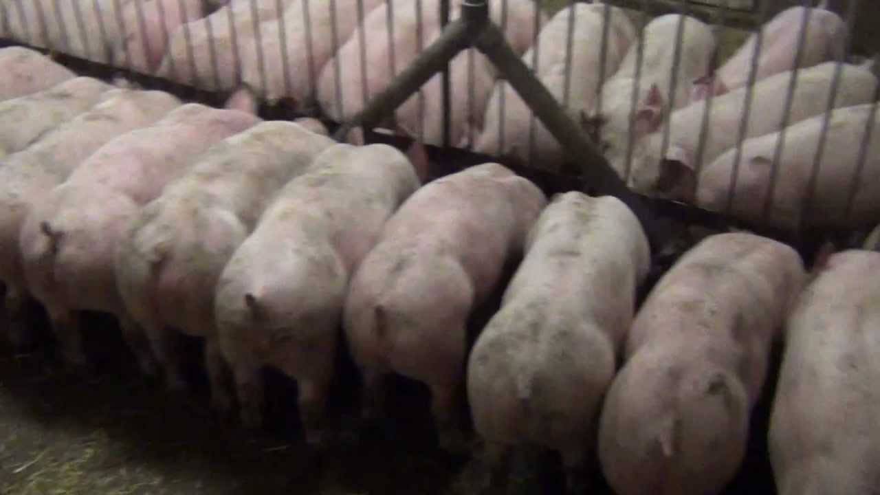 Разведение свиней, свиноводство в домашних условиях: во всех подробностях