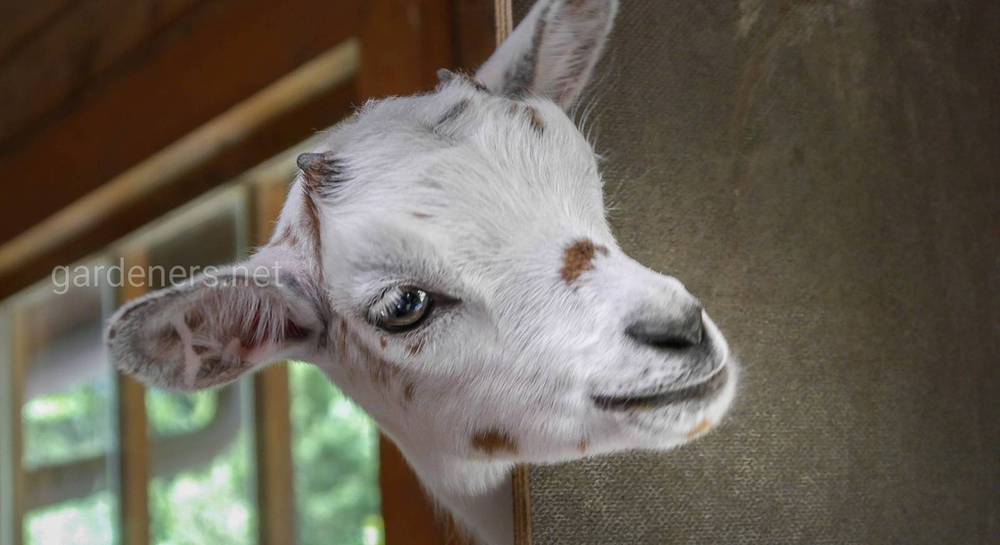 Что делать, если коза кашляет: возможные заболевания, правила лечения и профилактики