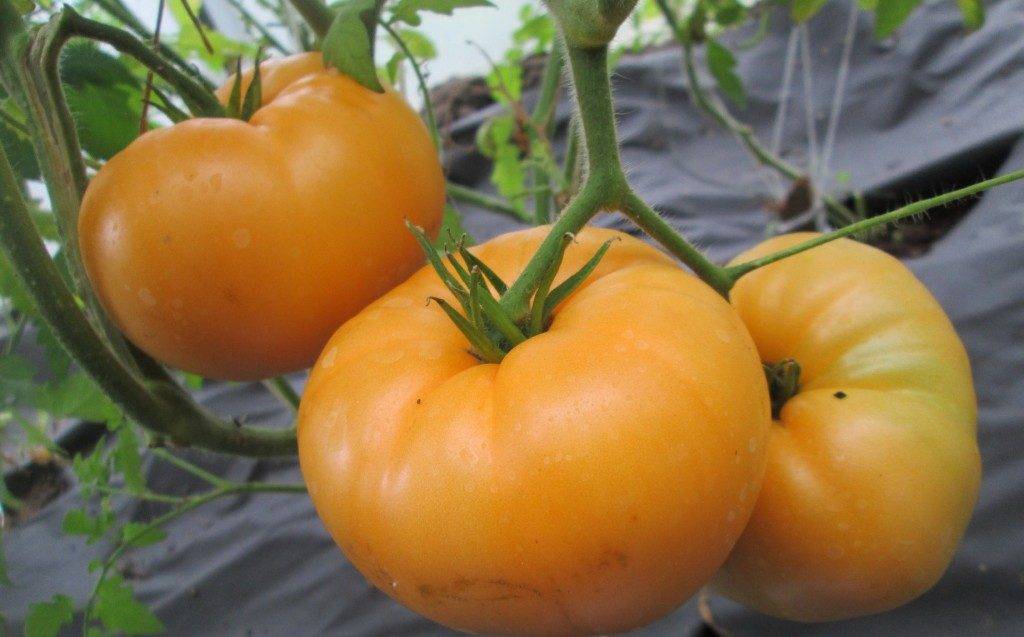 Сорт томат «уральский гигант»: высокая урожайность у каждого на грядке