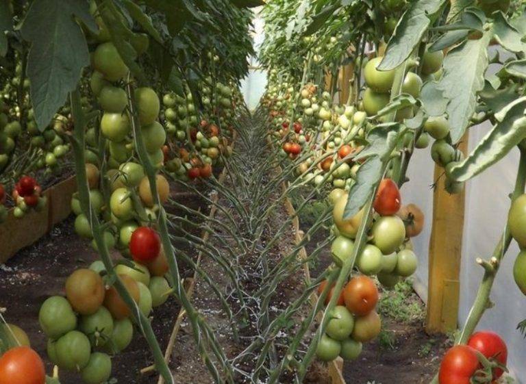 Характеристика и описание сорта томата черная гроздь, его урожайность