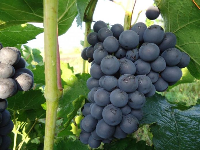 Уникальный виноград с ягодами необычайного размера — сорт фурор