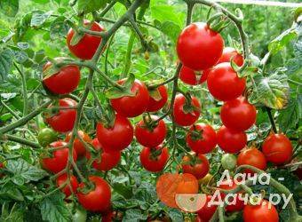 Томат жемчужина красная: описание сорта, урожайность с фото