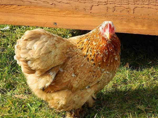 Сколько может прожить курица и что на это влияет?