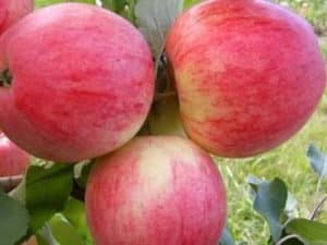 Сорт яблони мечта — подробная информация