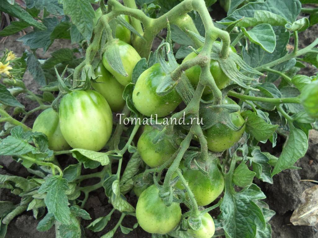 Сказочный помидор петруша огородник: без урожая не останетесь