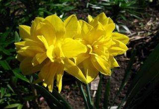 Нарцисс цветок: желтые, белые, розовые, трубчатые виды