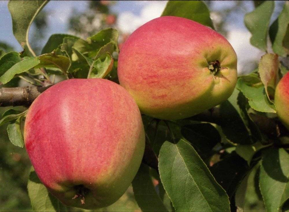 Красивые и вкусные яблоки подарит вам сорт орловский пионер