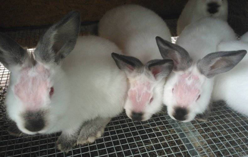 Кожные недуги у кроликов: как спасать ценную шубку?