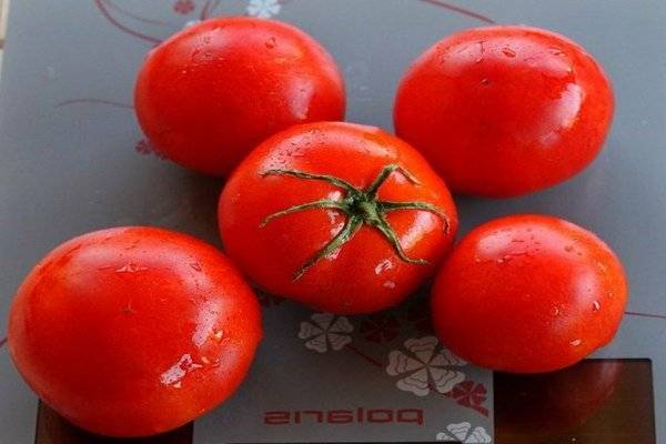 Характеристика томата палка и особенности выращивания американского сорта