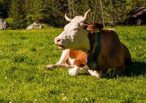 Что делать, если корова кашляет: методы лечения, рекомендации по профилактике