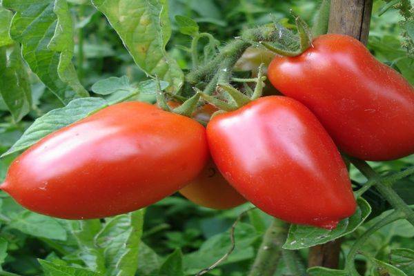 Столовый сорт томата «дуся красная» для выращивания в теплице: фото, отзывы, описание, характеристика, урожайность, видео