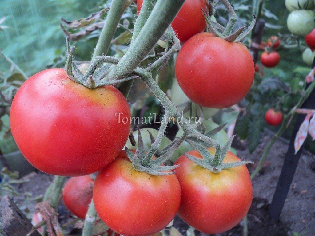 Томат артист f1: характеристика и описание сорта, урожайность с фото