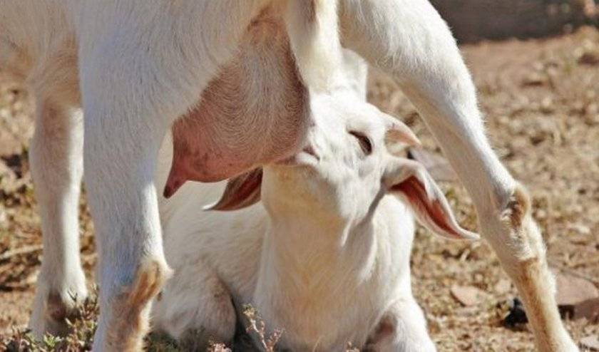 Что делать, если у козы нет жвачки: основные причины, правила лечения