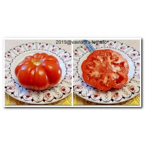 Описание и выращивание томата лотарингская красавица