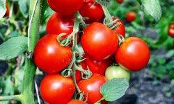 Описание сорта томата Орлец, особенности выращивания и урожайность