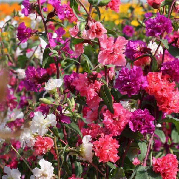 Цветок кларкия: фото, описание, выращивание из семян, уход