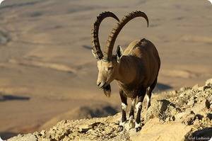 Альпийско нубийская порода коз
