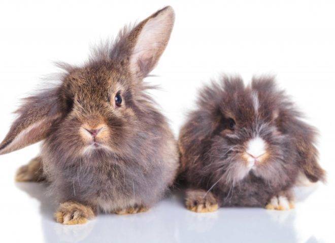 Описание и характеристика кроликов породы гермелин и правила их содержания