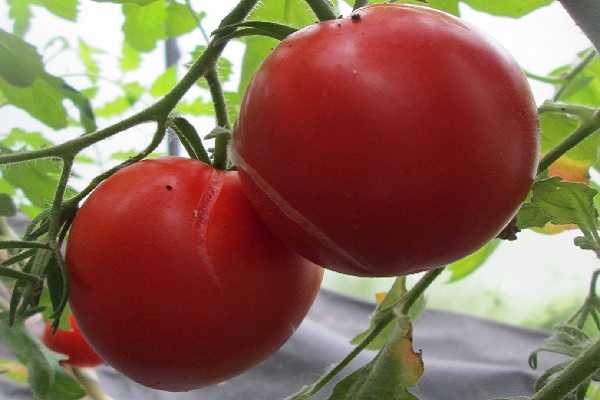 Характеристика и описание сорта томата сибирский скороспелый, урожайность и выращивание